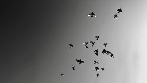 Low angle view of birds flying in the sky