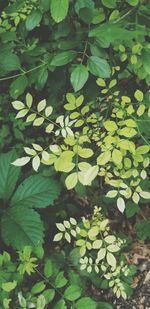 Close-up of green leaves on plant