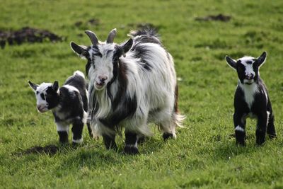 Sheep with lamb on grassy field