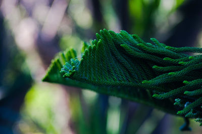 Close-up of leaf