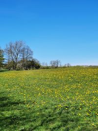 Scenic view of yellow flower field against clear sky