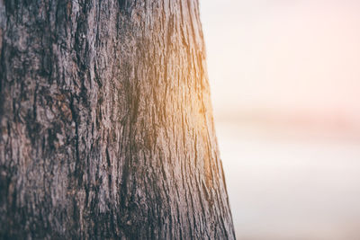 Close-up of tree trunk against sea