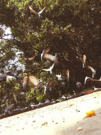 Flock of birds in water