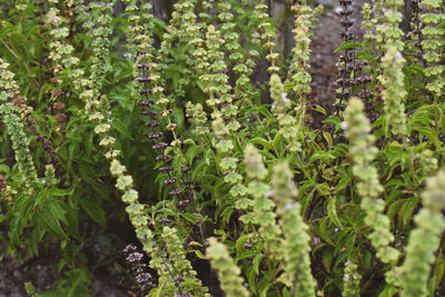 Close-up of purple flowering plants on field