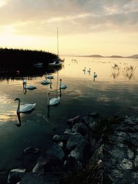 Swans swimming in sea at sunset