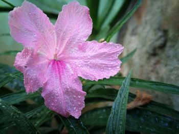 Close-up of wet pink flower blooming outdoors