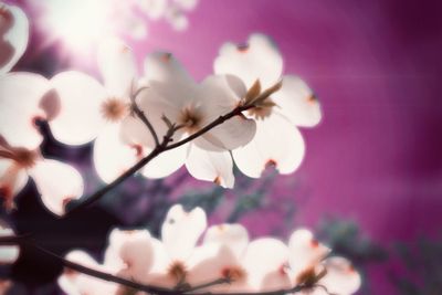 Close-up of pink flowers blooming on tree