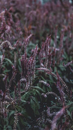 Close-up of flowering plant on field