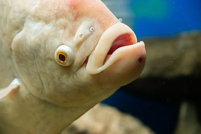 Close-up of fish swimming in sea