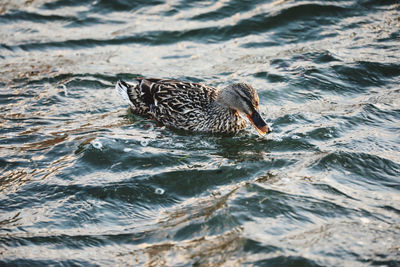 Duck swimming in lake