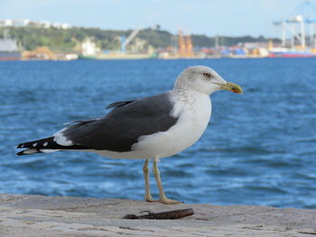 Close-up of seagull perching on shore