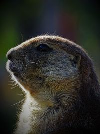 Close-up of marmot looking away