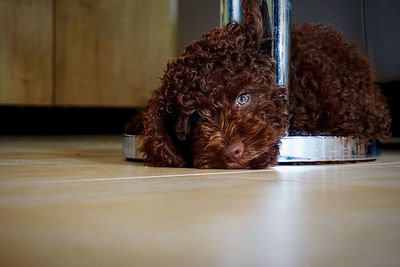 Dog resting by pole on floor