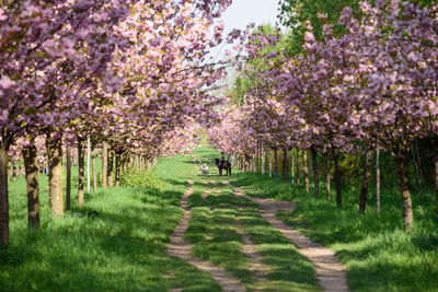 View of cherry blossom trees in farm