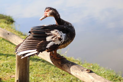 Bird perching on wood