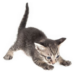 Close-up portrait of a cat over white background