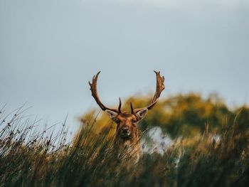 Deer in a field