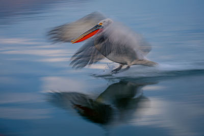 Bird flying over lake