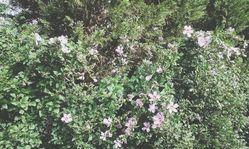 Close up of flowers growing on tree