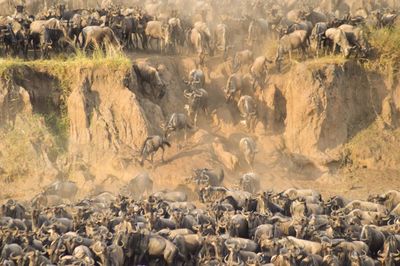 High angle view of animals