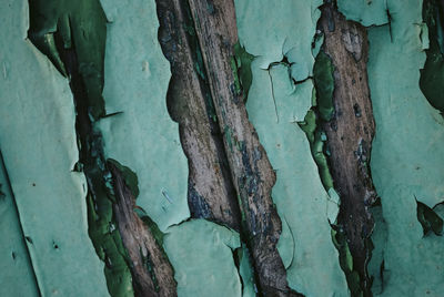 Full frame shot of tree trunk