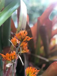 Close-up of orange flowering plant