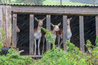 View of deer sheltering from rain