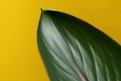 Close-up of yellow rose against white background