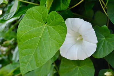 Close-up of white flowering plant