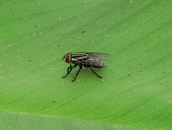 Close-up of fly on green leaf