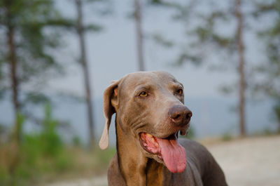 Close-up of weimaraner