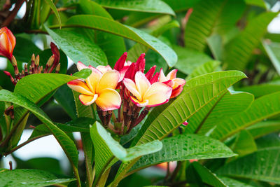 Plumeria flower pink and white frangipani tropical flower plumeria flower 