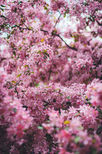 Full frame shot of pink flowers on tree