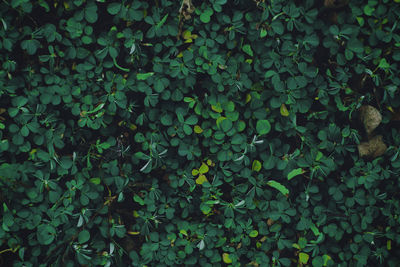 Full frame shot of leaves on field