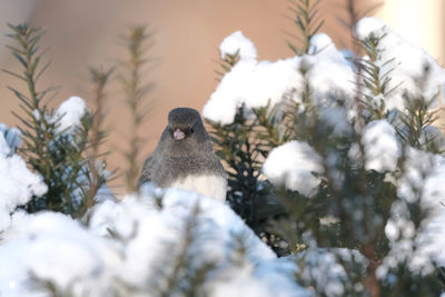 Close-up of bird perching on snow