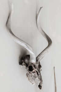 Close-up of animal skull