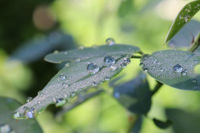 Close-up of water drops on leaves during rainy season