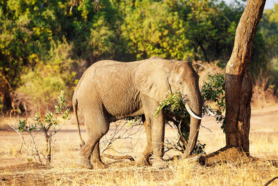 Elephants drinking water