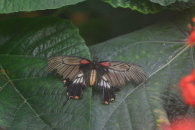 High angle view of butterfly on leaf