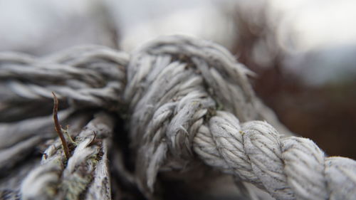 Close-up of rope tied on wood