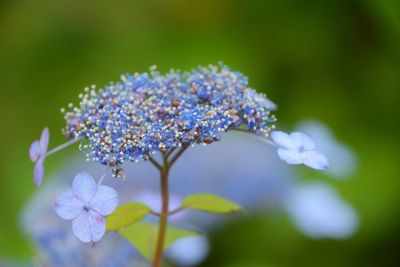 Close-up of purple flowering plant