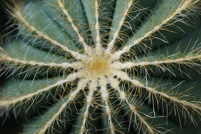 Full frame shot of succulent plant