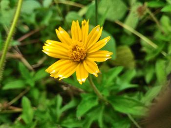 Close-up of fresh yellow flower