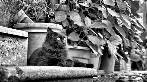 Portrait of a cat looking away