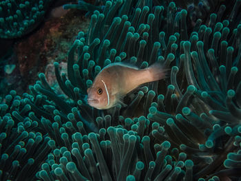 Fish swimming in sea