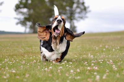 Dog running on field