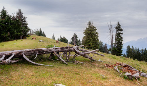 Damaged tree on field against sky