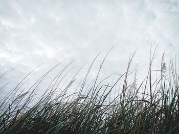 Low angle view of plants growing on field against sky