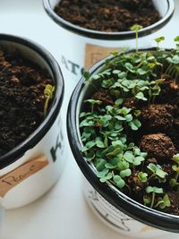 High angle view of potted plants on table