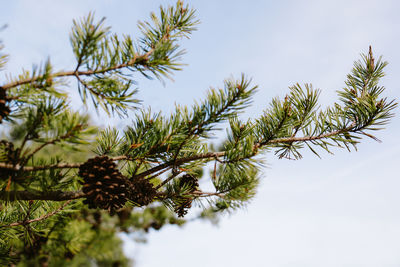 Close-up of pine tree against clear sky